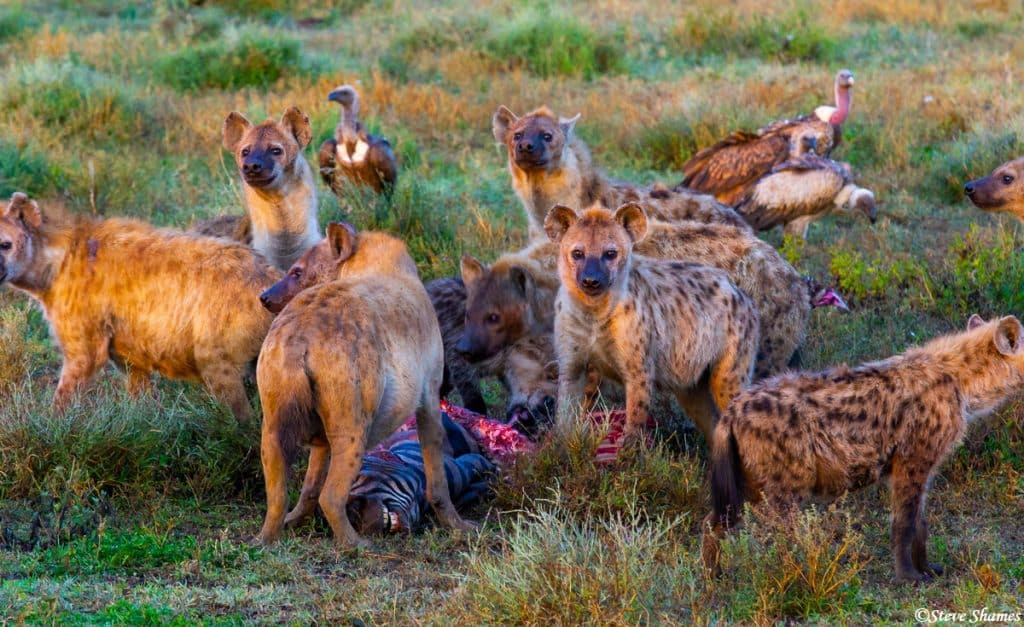 5 Days Ultimate Serengeti & Lake Manyara Safari